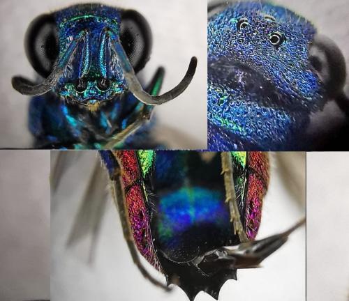 Réf. 335 216 : Chrysis inaequalis